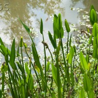 Pickerel Weed